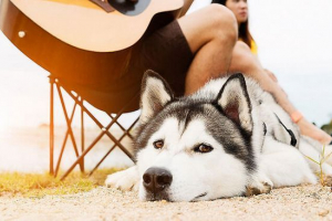 Ile lat żyje różnymi rasami psów? Ile lat żyje różnymi rasami psów?